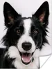 MuchoWow® Poster Fröhlicher Border Collie 120x160 cm - Produktbild-Vorschau 2