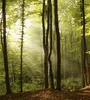 Dimex nástěnná fototapeta MS-3-0098 Les 225 x 250 cm Náhled obrázku produktu 1