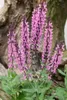 Salvia nemorosa 'Rose Queen', Steppensalbei, rosa, ca. 9x9 Produktbild-Vorschau 1