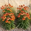 Stauden Gänge 1 x Echinacea purpurea 'Lakota Orange' - Produktbild-Vorschau 1