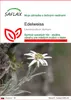 SAFLAX - Edelweiss - Leontopodium alpinum - 500 Semená Náhľad obrázku produktu 1
