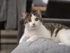 A cat is lying on a gray blanket. Voir les images du produit