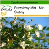SAFLAX - Prawdziwy Mirt - Mirt Ślubny - 30 Nasiona - Z Podgląd zdjęcia produktu 10