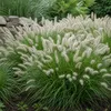 Stauden Gänge 1 x Pennisetum alopecuroides im 1 Liter Topf Produktbild-Vorschau 2