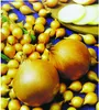 Oignons d'hiver jaunes Senshyu Yellow 50 pièces Voir les images du produit 4