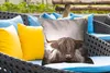MuchoWow® Outdoor Kissen - Schottisches Hochlandrind - Gold Produktbild-Vorschau 4