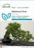 SAFLAX - Mittelmeer-Pinie - Pinus pinea - 6 Samen Produktbild-Vorschau 1