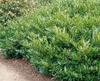 Prunus laurocerasus 'Otto Luyken', Kirschlorbeer, Produktbild-Vorschau 8