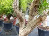 Punica Granatum 160 - 190 cm, uriger, alter & knorriger Produktbild-Vorschau 4