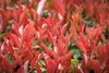 Stauden Gänge 10 x Photinia fraseri 'Red Robin' - Rote Produktbild-Vorschau 3
