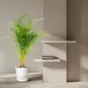 Złota palma owocowa - Areca - Ø24cm - ↕130cm Podgląd zdjęcia produktu 15
