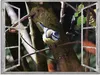 ARTland Glasbild Fensterblick - Blaumeise Größe: 60x45 cm Produktbild-Vorschau 1
