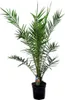 Bloomique - Phoenix Canariensis - Kanarische Dattelpalme - Produktbild-Vorschau 1