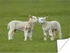 MuchoWow® Poster Schaf - Lamm - Bauernhof 120x90 cm - Produktbild-Vorschau 1