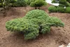 Pinus parviflora 'Glauca', Japanische Kiefer, blau-grün, Produktbild-Vorschau 3