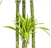 Drzewo smocze Dracaena deremensis Lemon Lime – roślina Podgląd zdjęcia produktu 1