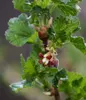 Dehner Bio Stachelbeere Captivator, Ribes uva-crispa, Produktbild-Vorschau 3