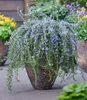 BALDUR Garten 3x Hänge-Rosmarin 'Blue Cascade®', Pflanzen Produktbild-Vorschau 2