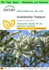 SAFLAX Garden to go - Australischer Teebaum - Melaleuca Produktbild-Vorschau 1