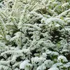 2 x  Brautspiere - Spiraea arguta  | 30-40 cm in Container Produktbild-Vorschau 2