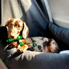 Autostoel voor hond DOGESTE – transportbox en hondenmand Productafbeelding-voorbeeld 5