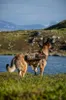 Imbracatura tattica per cani Unyqoos® X-Destroyer – Anteprima dell’immagine prodotto 11