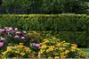 A garden scene with a dense green hedge in the background and colorful flowers in the foreground. Produktbild-Vorschau