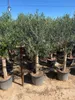 Sunny Tree - Wysokie drzewo oliwne 170 cm wysokości - Olea Podgląd zdjęcia produktu 7
