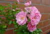 20x The Fairy wunderschön robust reich rosa blühend Produktbild-Vorschau 3