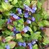 Plants by Frank | 48 Plantes de plumbago | Ceratostigma Voir les images du produit 2