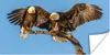 MuchoWow® Poster Vogel - Äste - Adler - Raubvögel - Luft Produktbild-Vorschau 1