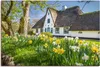 ARTland Leinwandbild Reetdachhaus auf Sylt im Frühling Produktbild-Vorschau 1