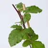 Brombeerpflanzen - 2 Stk - Rubus fruticosus 'Thornfree' - Produktbild-Vorschau 3