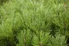 Pinus mugo 'Pumilio', Bergkiefer, kompakt, 25–30 cm Produktbild-Vorschau 6