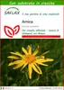 SAFLAX  - Arnica  - 40 semi - Con substrato - Arnica Anteprima dell’immagine prodotto 1