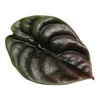 Alocasia cuprea "Red Secret" Alocasia tropicale a foglia di Anteprima dell’immagine prodotto 2