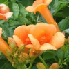 Bloomique - Zestaw 2 szt. - Campsis Radicans Galen - Kwiat Podgląd zdjęcia produktu 4