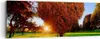 Bild auf Leinwand - Leinwandbild - Baum Park Frühling Herz Produktbild-Vorschau 1