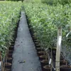 Apfelbaum `Gravensteiner´ - Niedrigstamm, 120-140cm im Produktbild-Vorschau 3