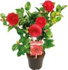 Camellia japonica 'Black Lace' - Japanische Rose - Strauch Produktbild-Vorschau 1