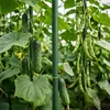 PFLANZENSTÄBCHEN 120 cm, 11 mm, 10er-Set Produktbild-Vorschau 6