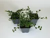 50 Stück, Topf 9cm, Bodendecker Cotoneaster Queen of Carpet Produktbild-Vorschau 1