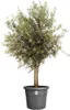 Pflanzkübel Elho Algarve Cilindro Kunststoff Ø 58 cm H 48 Produktbild-Vorschau 3