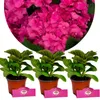 Sada 3 hortenzií - Hydrangea Macrophylla "Charm" - Guľovitá Náhľad obrázku produktu 1