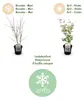 GreenboutiQ - Balkonpflanze - Japanischer Ahorn - Acer Produktbild-Vorschau 4