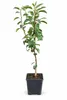 Birnbaum Williams Christ, výška 100–120 cm – odrůda Pyrus Náhled obrázku produktu 4