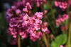 Stauden Gänge 3 x Bergenia cordifolia ‚Eroica' - Bergenie - Produktbild-Vorschau 6