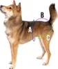 A dog is shown with colored lines and letters indicating measurements. Anteprima dell’immagine prodotto