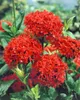 Lychnis chalcedonica, Burning Love, jasnoczerwona, doniczka Podgląd zdjęcia produktu 2