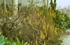 Corylus avellana, Haselnuss, 60–100 cm Produktbild-Vorschau 8